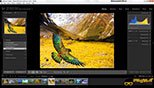 تغییر رنگ پس زمینه (Background Color) نمایش در نرم افزار ادوبی لایت روم کلاسیک سی سی 2018 (Adobe Lightroom CC 2018‎)